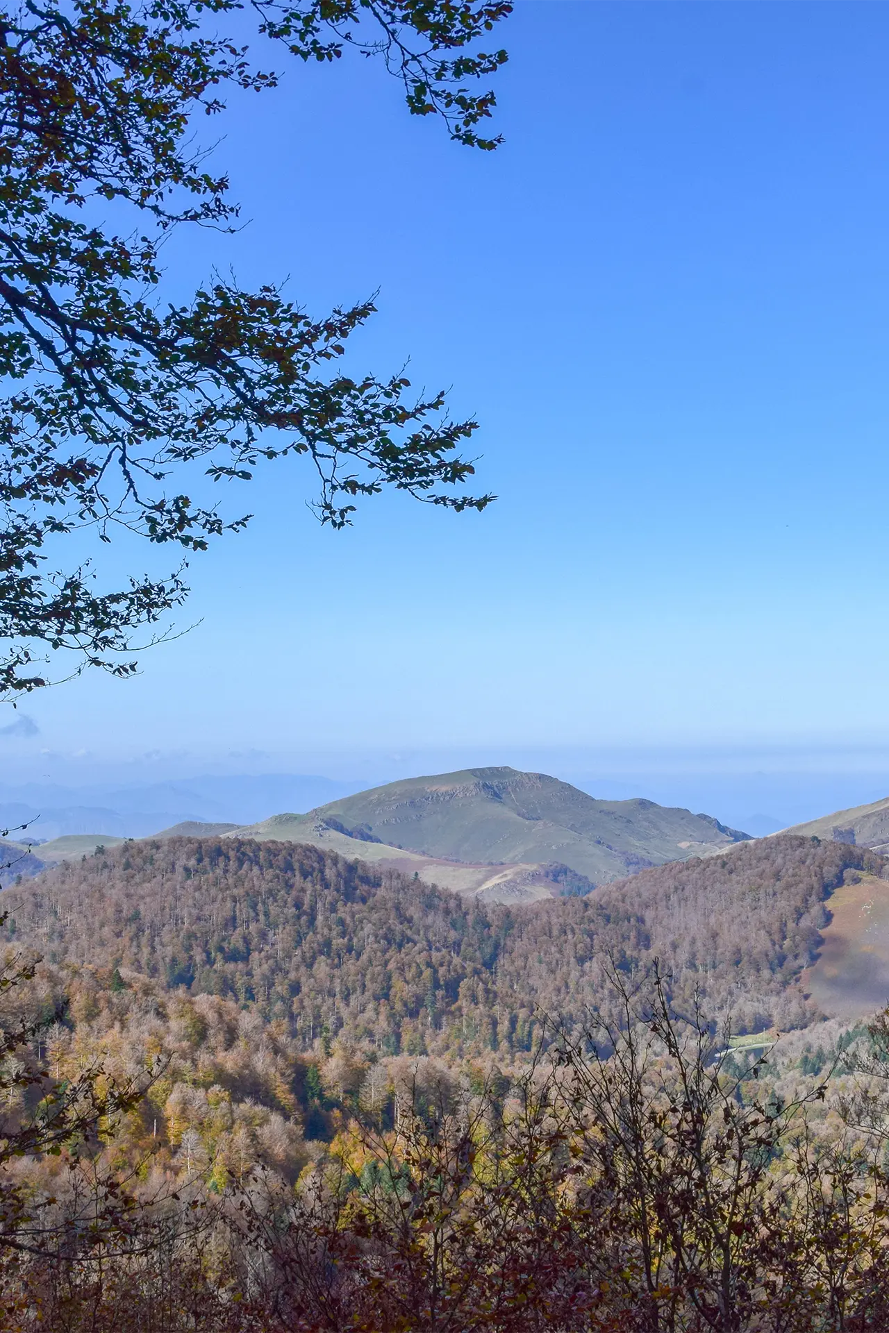 Forêt d'Iraty dans le Pays Basque